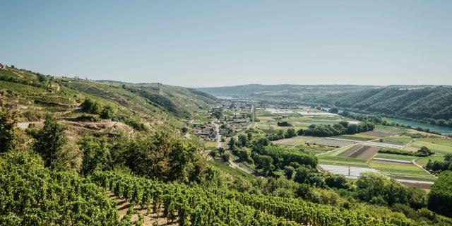 Shooting Vignobles Tupins Et Semons 08 2022 © Vienne Condrieu Tourisme 2 Min