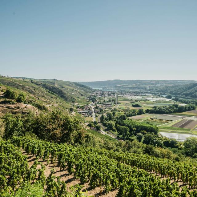 Shooting Vignobles Tupins Et Semons 08 2022 © Vienne Condrieu Tourisme 2 Min